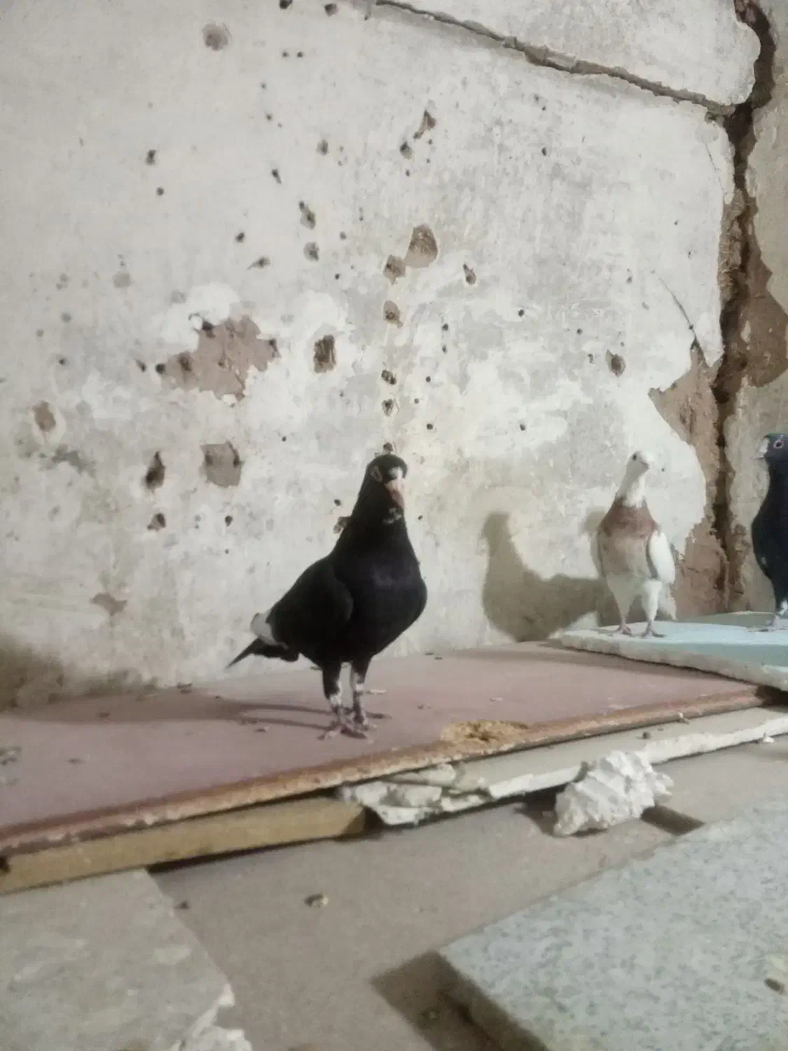 سه تانرپلنگ تبعیدی|پرنده|زرند, |دیوار