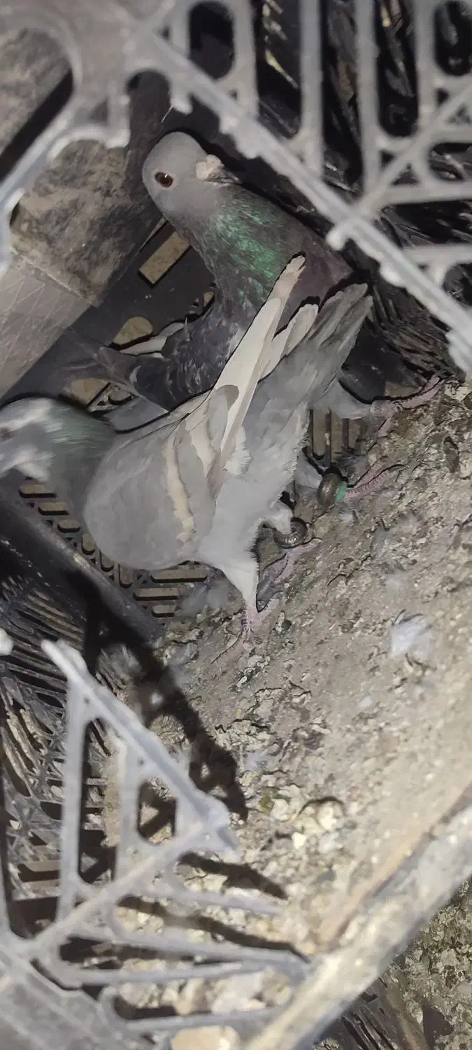 جوجه پلاکی خط زرد|پرنده|یاسوج, |دیوار