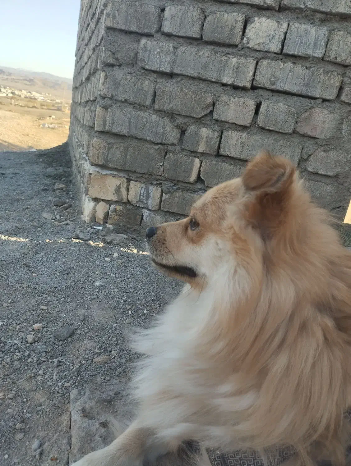 سگ پامر|سگ|قم, انسجام|دیوار