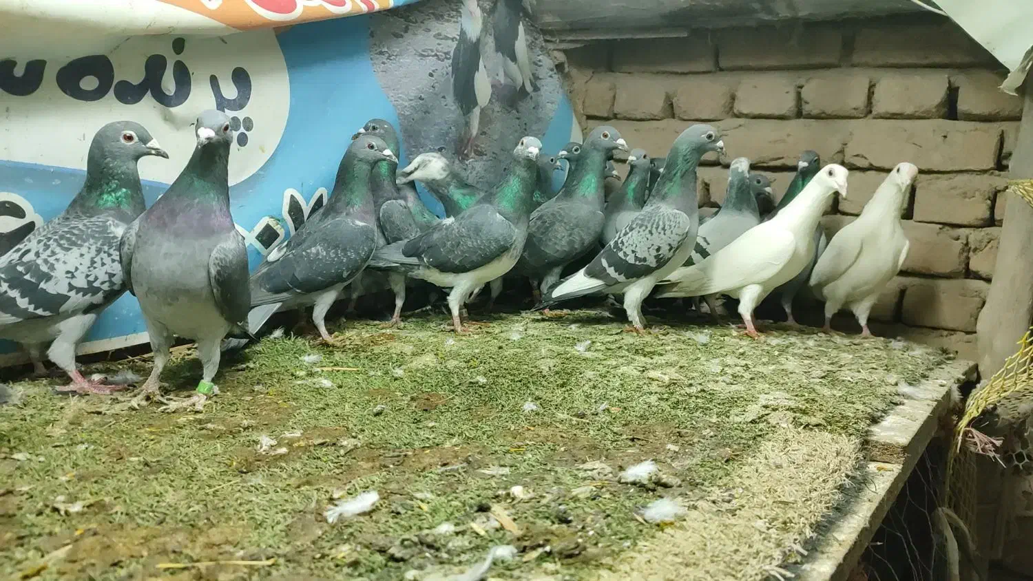 کبوتر پلاکی نر و ماده تبریز|پرنده|شیراز, سرو|دیوار