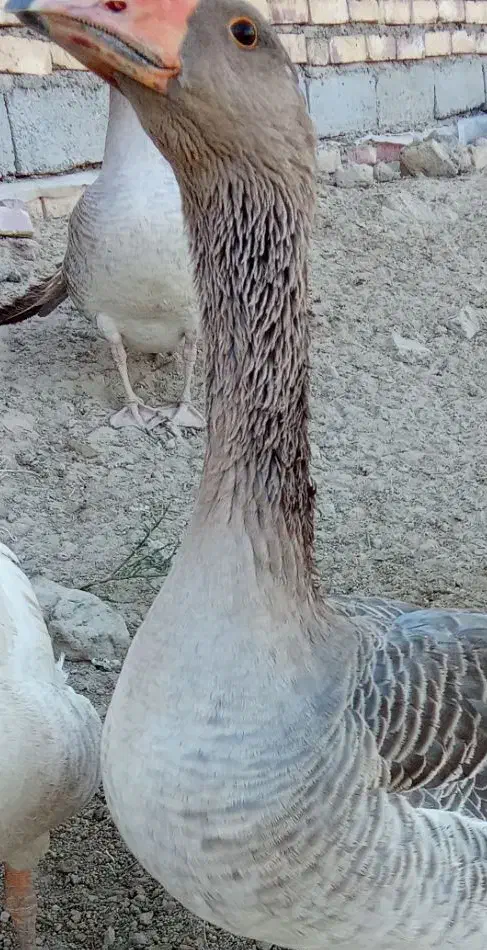 بت فروشی|حیوانات مزرعه|زهک, |دیوار