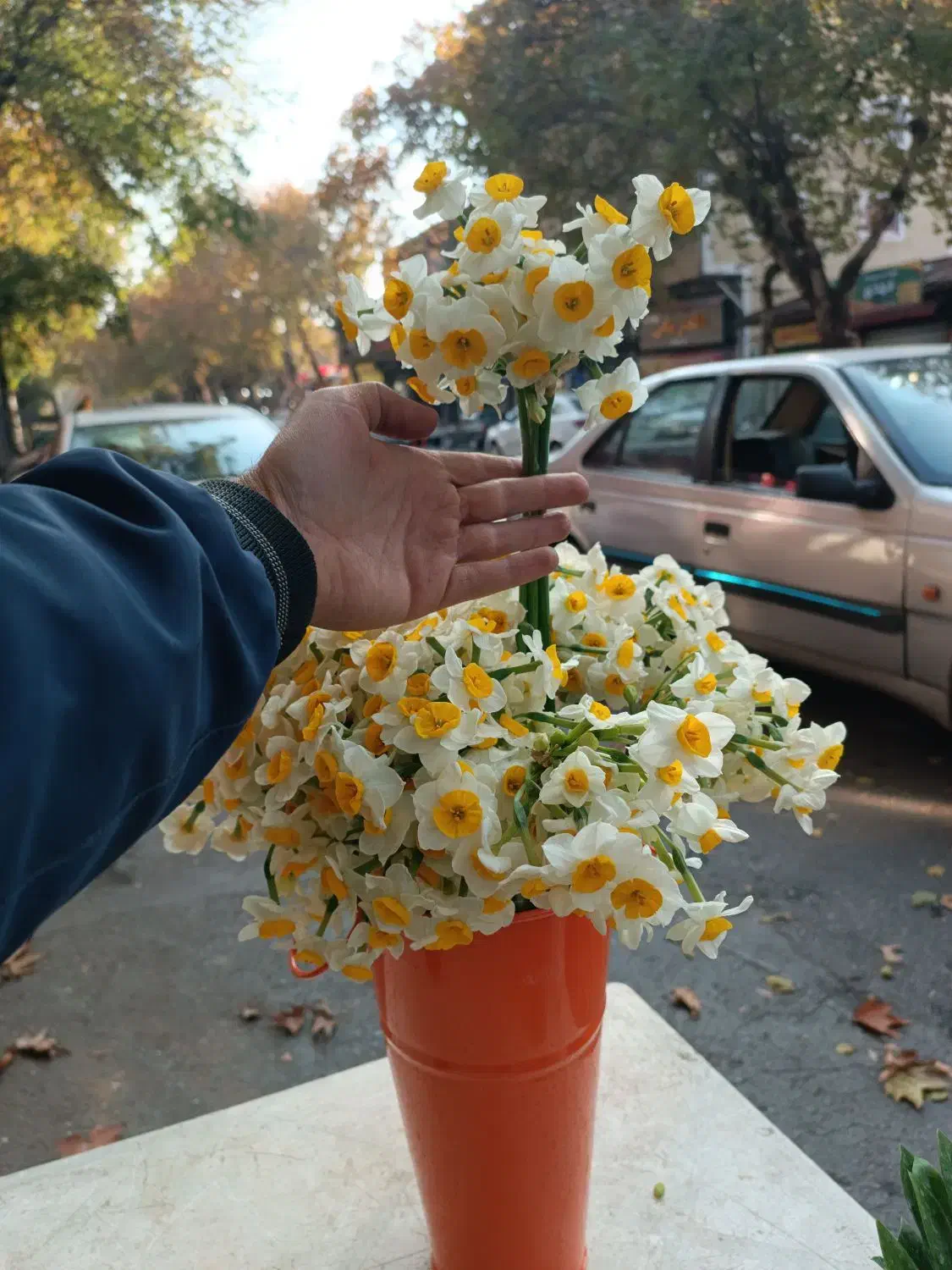 گلنرگس|گل و گیاه طبیعی|گرگان, |دیوار