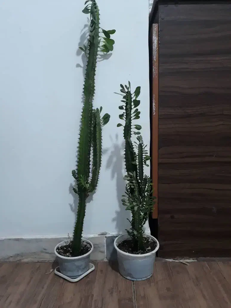 افوربیای قرمز وسبز|گل و گیاه طبیعی|رشت, نخودچر|دیوار