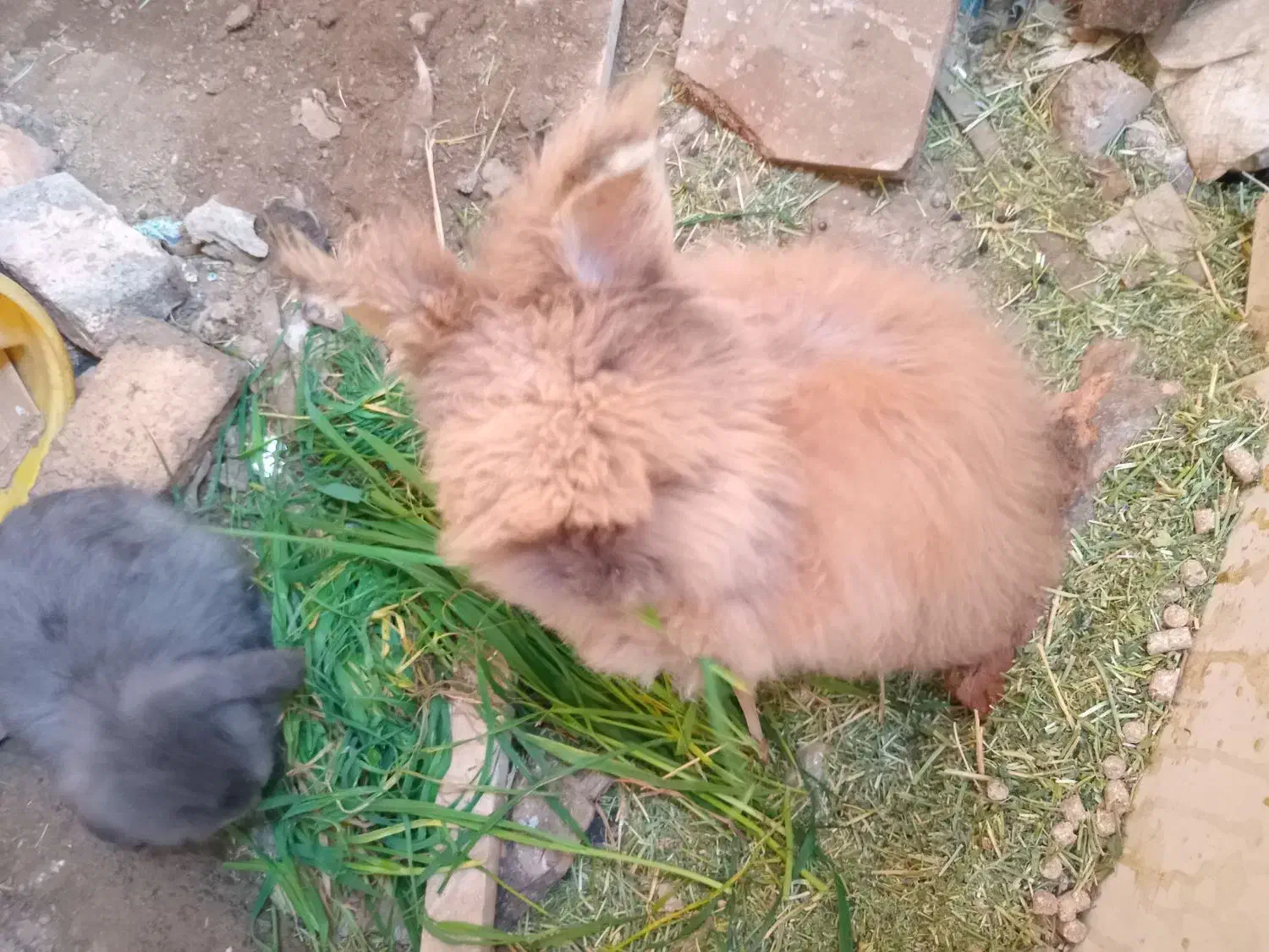 خرگوش لوپ اصیل|موش و خرگوش|گنبد کاووس, |دیوار