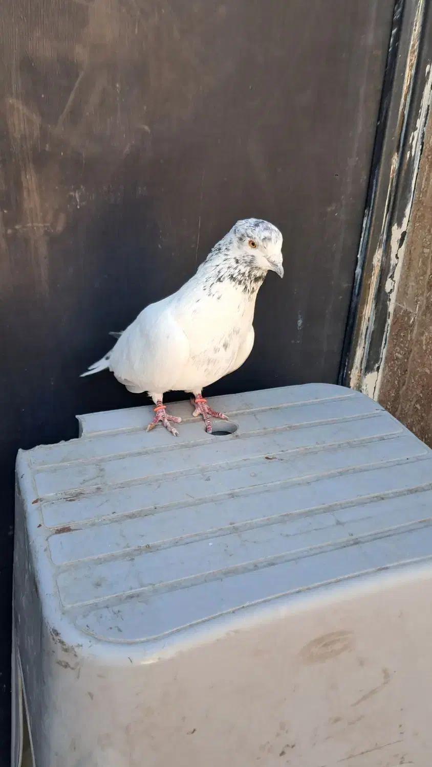 کفتر|پرنده|سیرجان, |دیوار