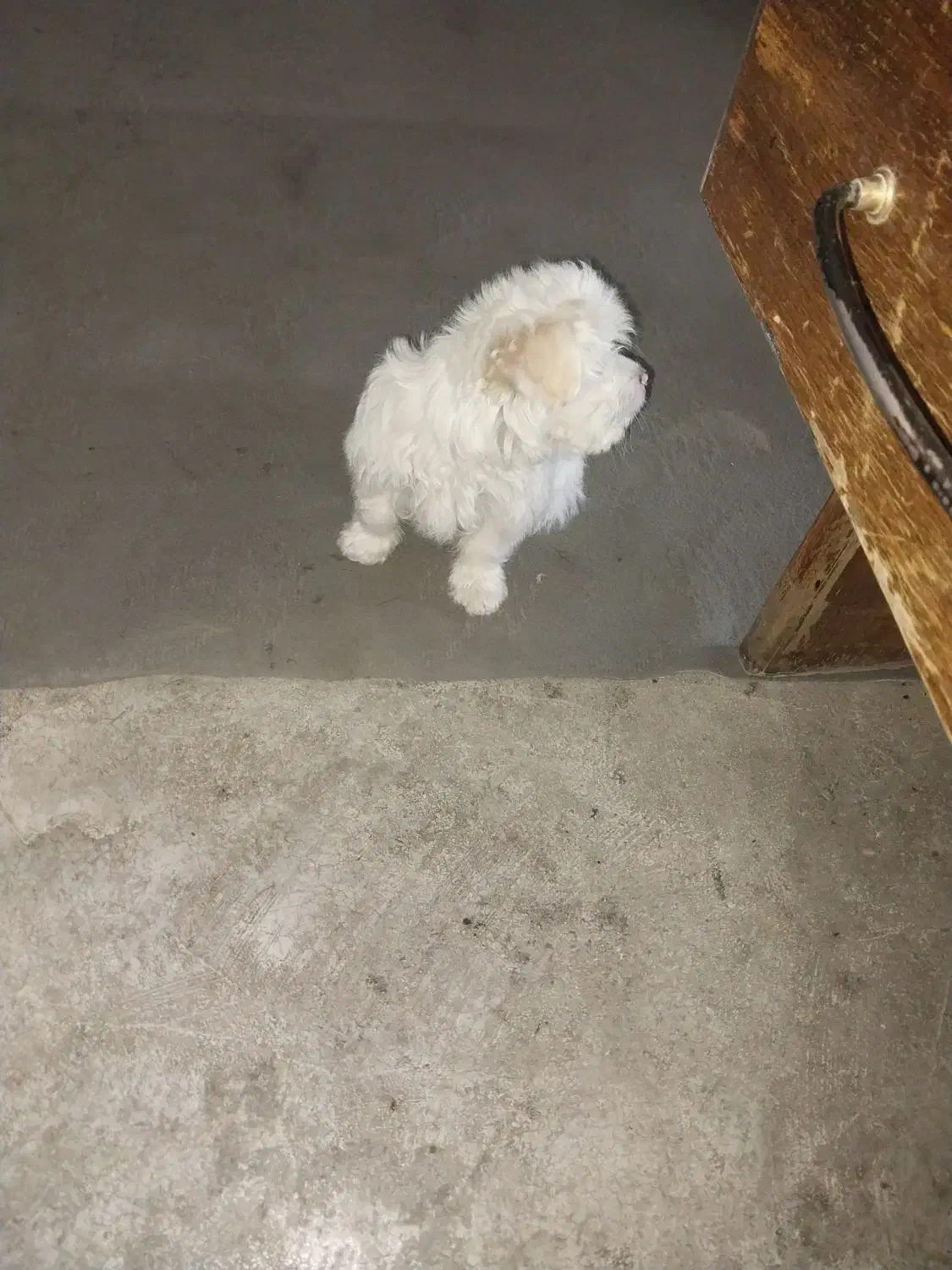 واگذاری سگ تزئینی|سگ|آباده, |دیوار