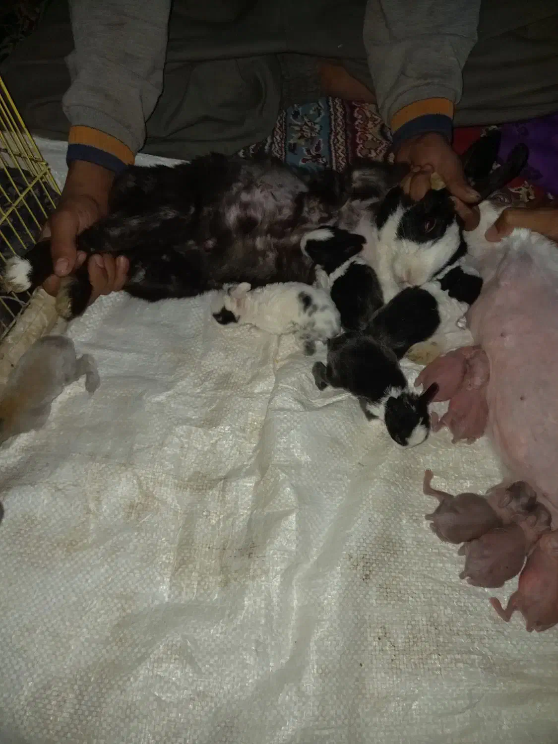 خرگوش بزرگ و کوچیک|موش و خرگوش|زاهدان, |دیوار