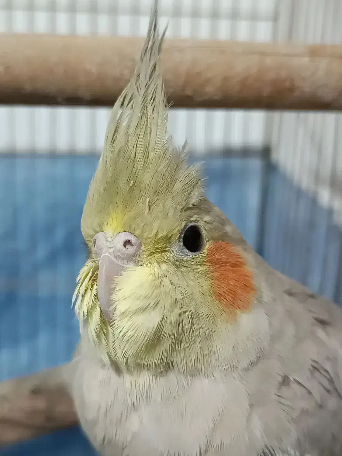 جوجه عروس هلندی دارچینی|پرنده|یزد, |دیوار