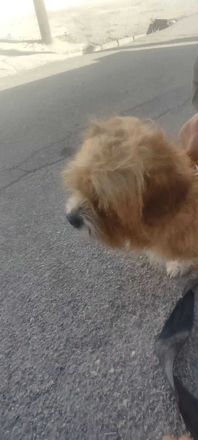 گم شده.|حیوانات|سمنان, |دیوار