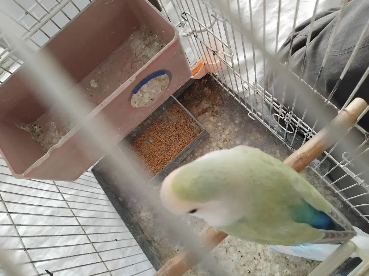 طوطی برزیلی رنگ خاص ماده|پرنده|ملارد, |دیوار