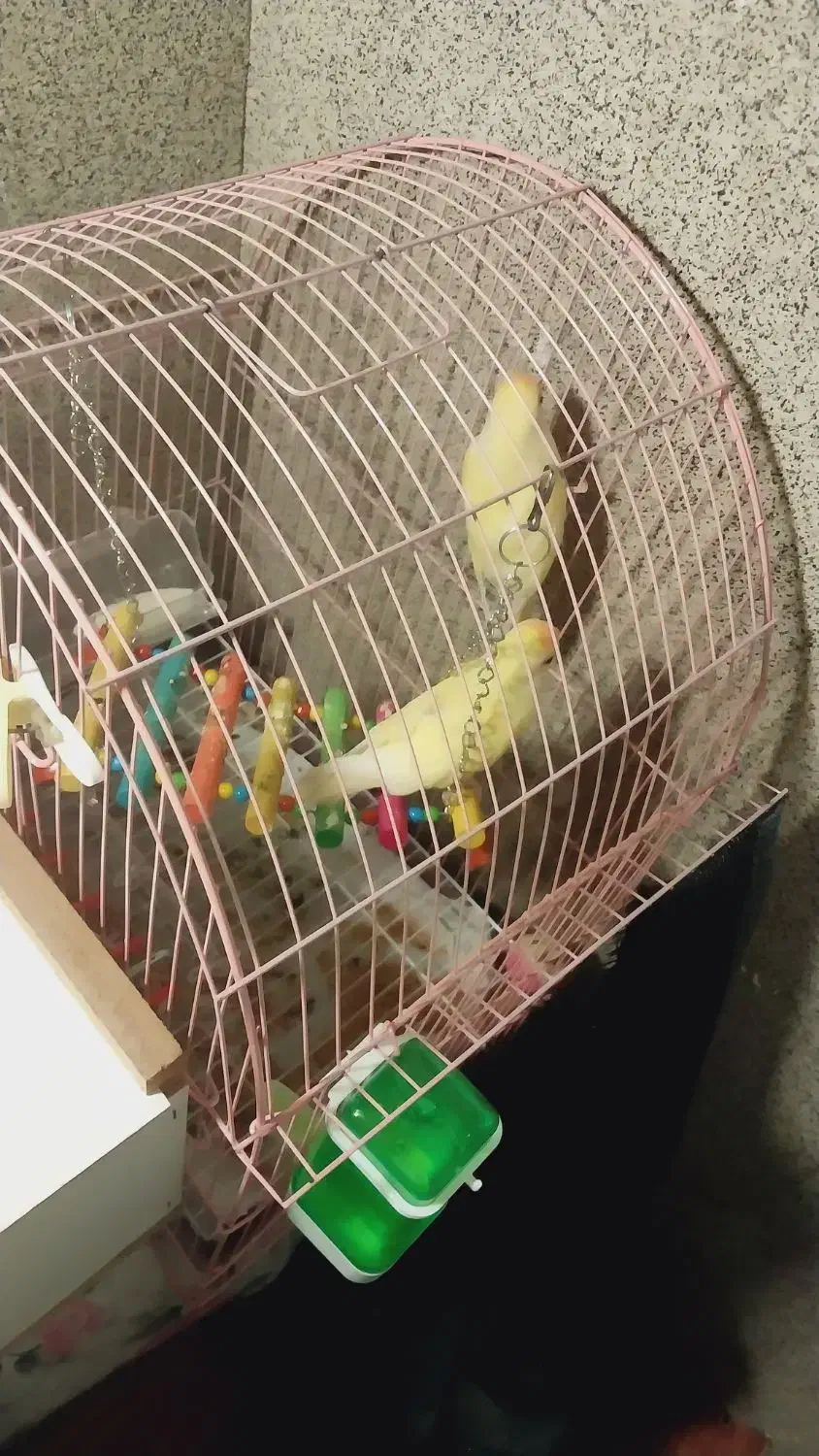 طوطی بریلی|پرنده|نقده, |دیوار