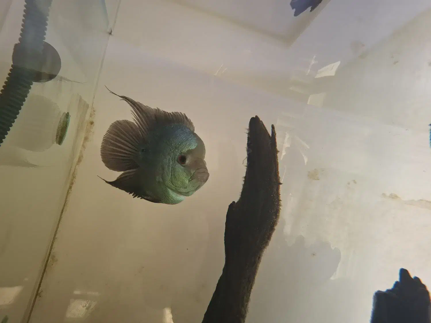 ماهی فلاور و پرت|ماهی|خمینیشهر, |دیوار