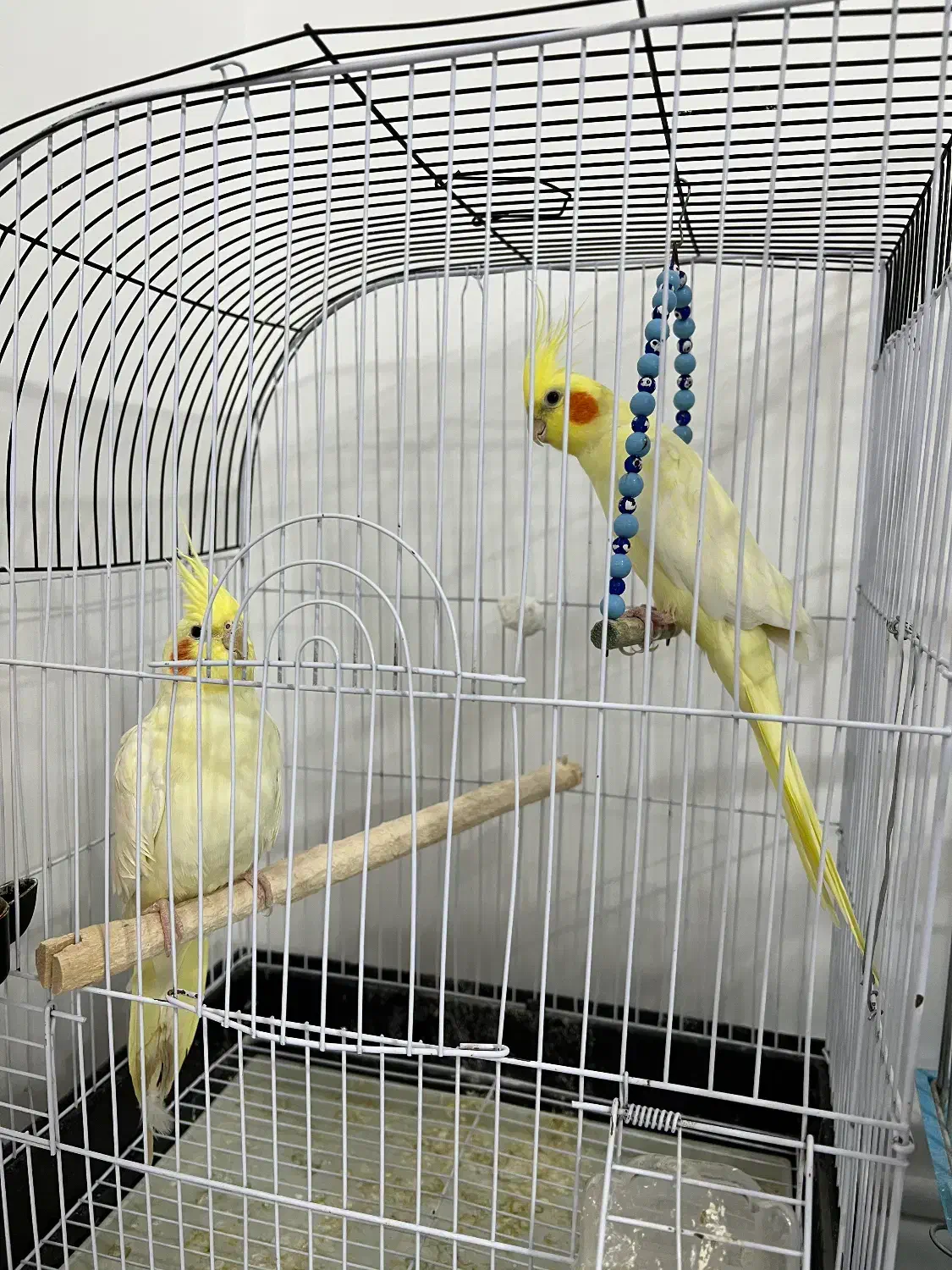 عروس هلندی|پرنده|سلطانیه, |دیوار