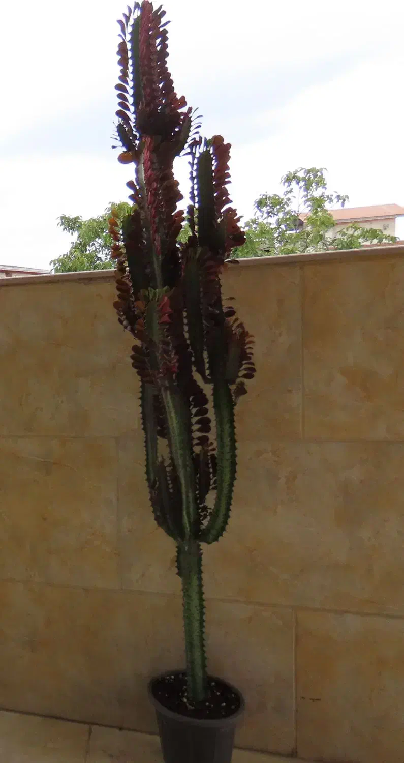 گیاه طبیعی افوربیا قرمز|گل و گیاه طبیعی|قائم‌شهر, |دیوار