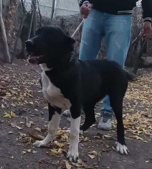 توله‌سرابی|سگ|اهر, |دیوار