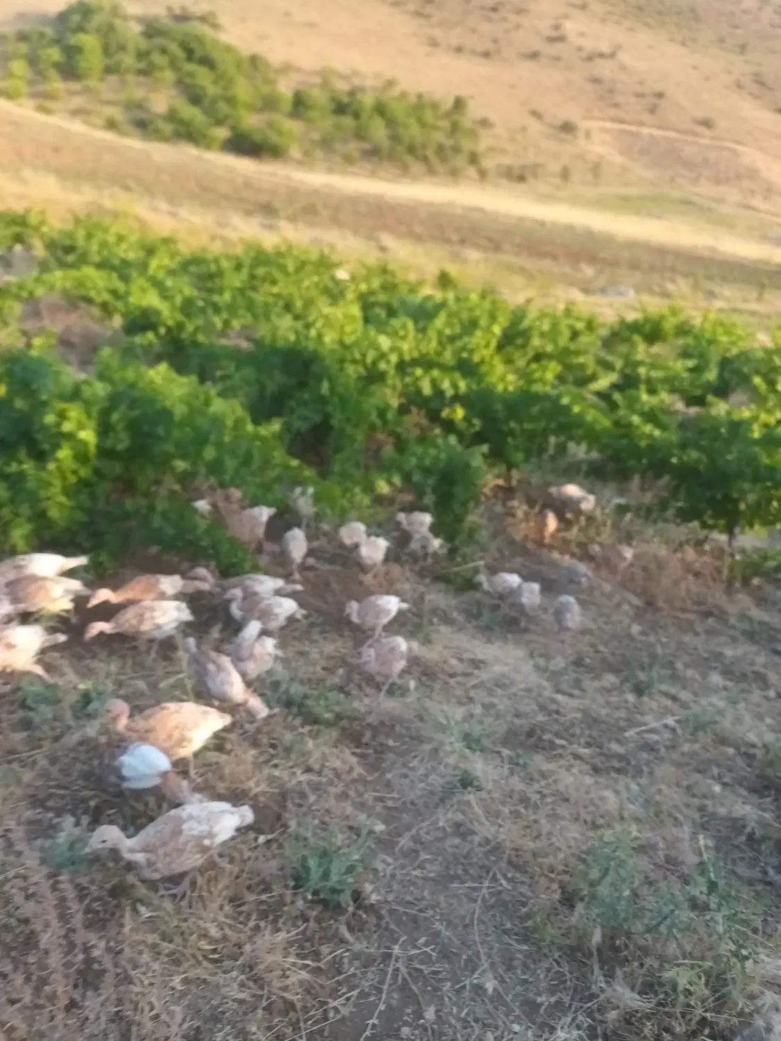 بوقلمون|حیوانات مزرعه|کامیاران, |دیوار