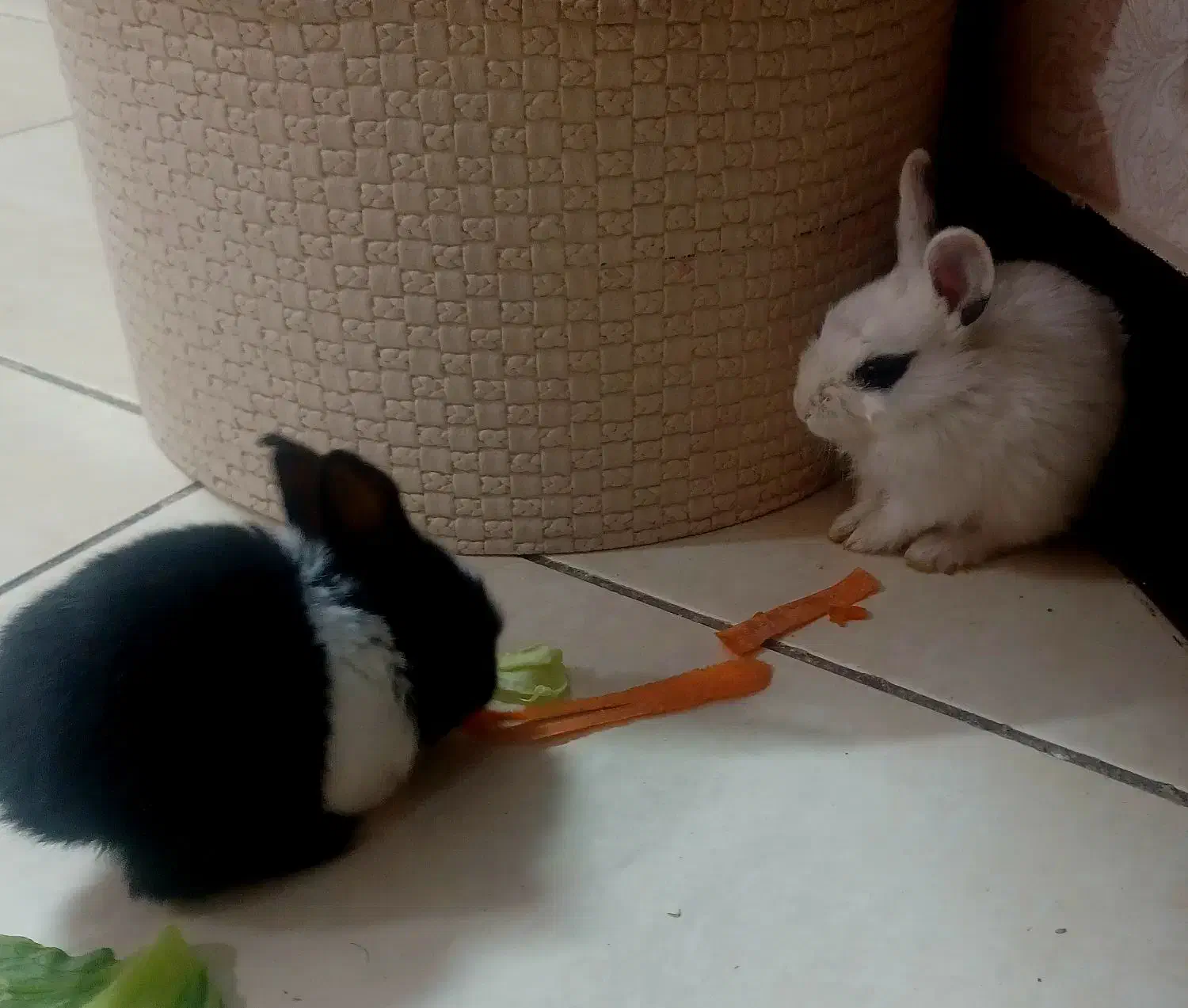 خرگوش باهوش کوچولو|موش و خرگوش|تهران, جیحون|دیوار