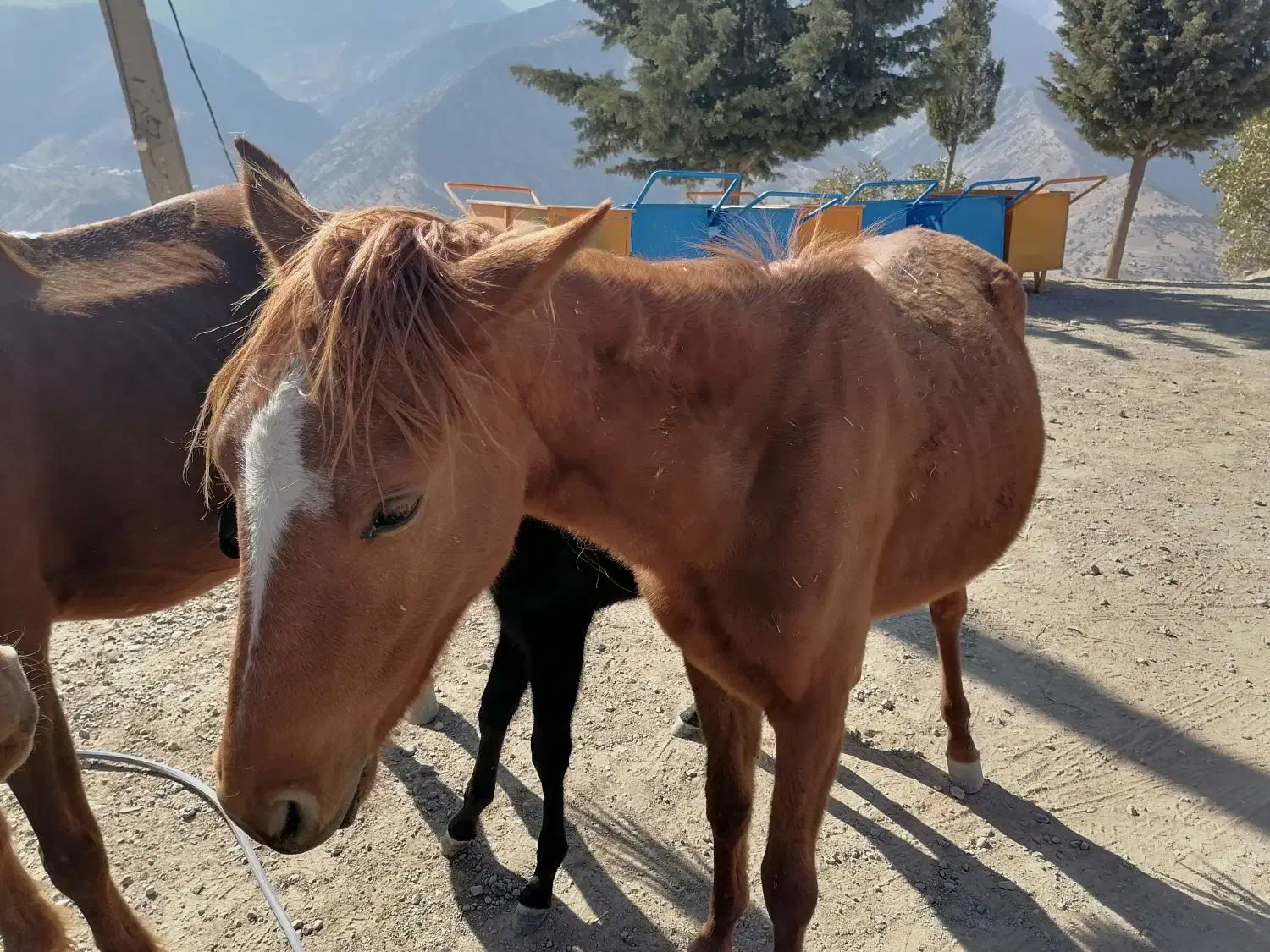 کره اسب فروشی|اسب و تجهیزات اسبسواری|دزپارت, |دیوار