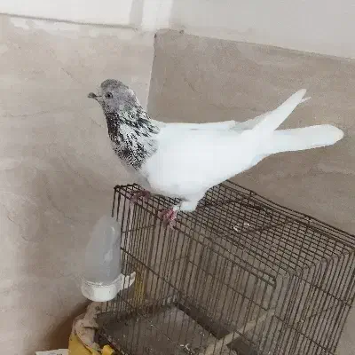 کفتر کله دار غریبگیری|پرنده|قدس, شهرک دانش|دیوار