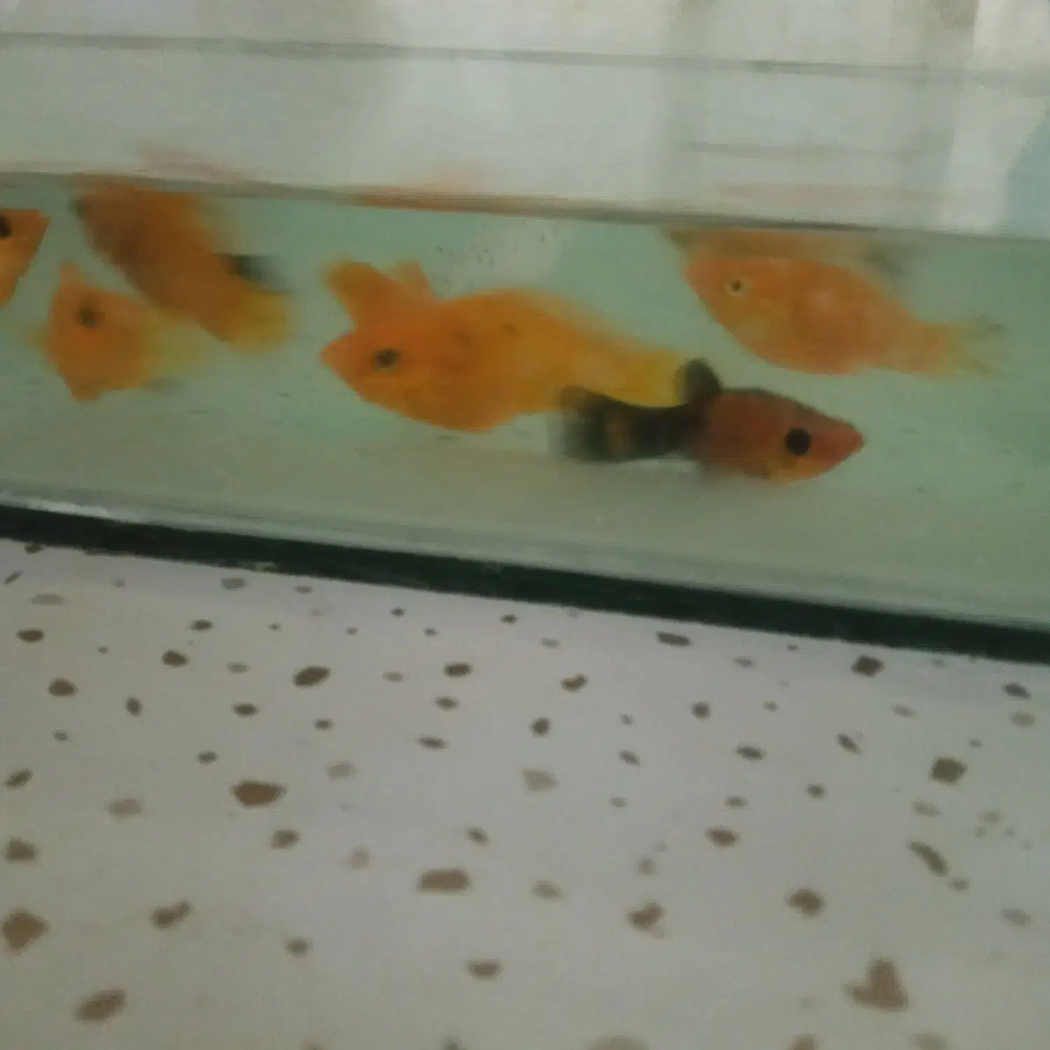 ماهی همراه آکواریم|ماهی|مسجد سلیمان, |دیوار