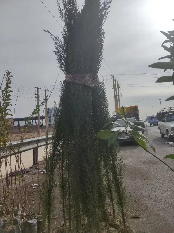 سروچمنی|خدمات باغبانی و درختکاری|شیراز, کودیان|دیوار