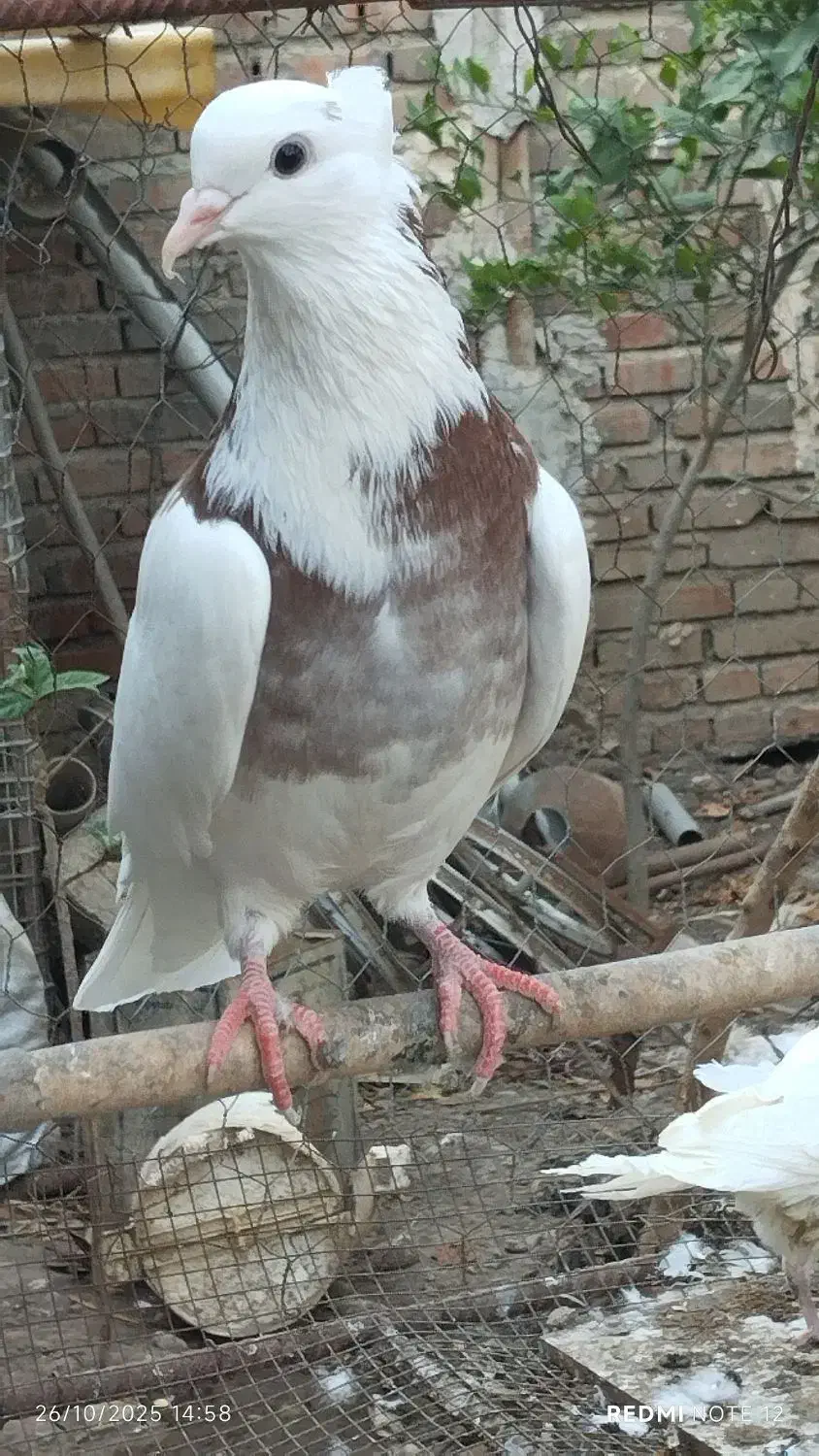 کبوتر طوقی|پرنده|رامیان, |دیوار