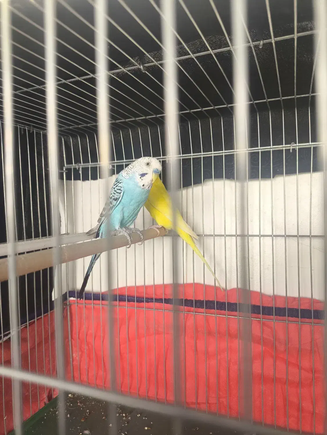 مرغ عشق|پرنده|داراب, |دیوار