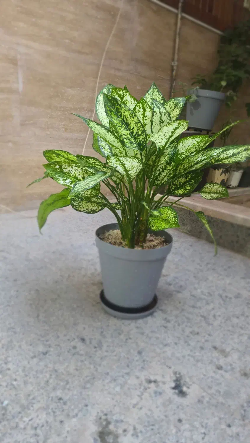 فروش چند گلدان طبیعی و سالم|گل و گیاه طبیعی|قم, باجک سه|دیوار