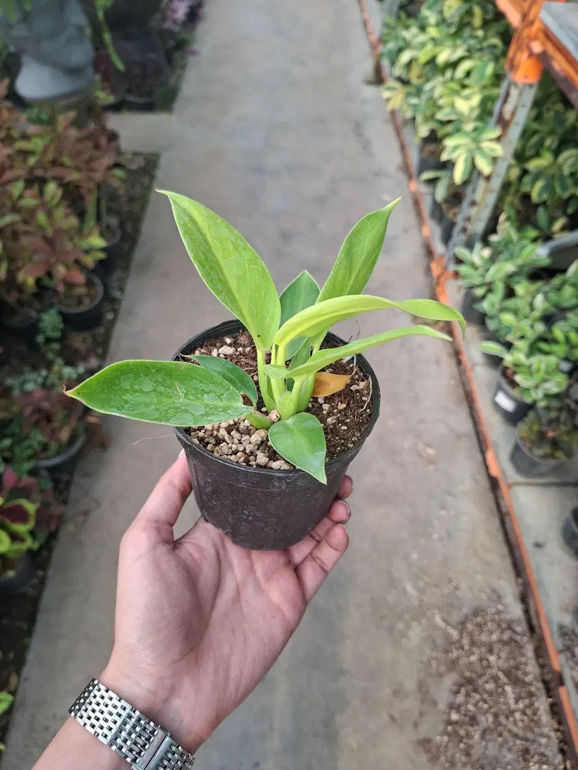 فیلودندرون نئون|گل و گیاه طبیعی|تهران, عباس‌آباد|دیوار