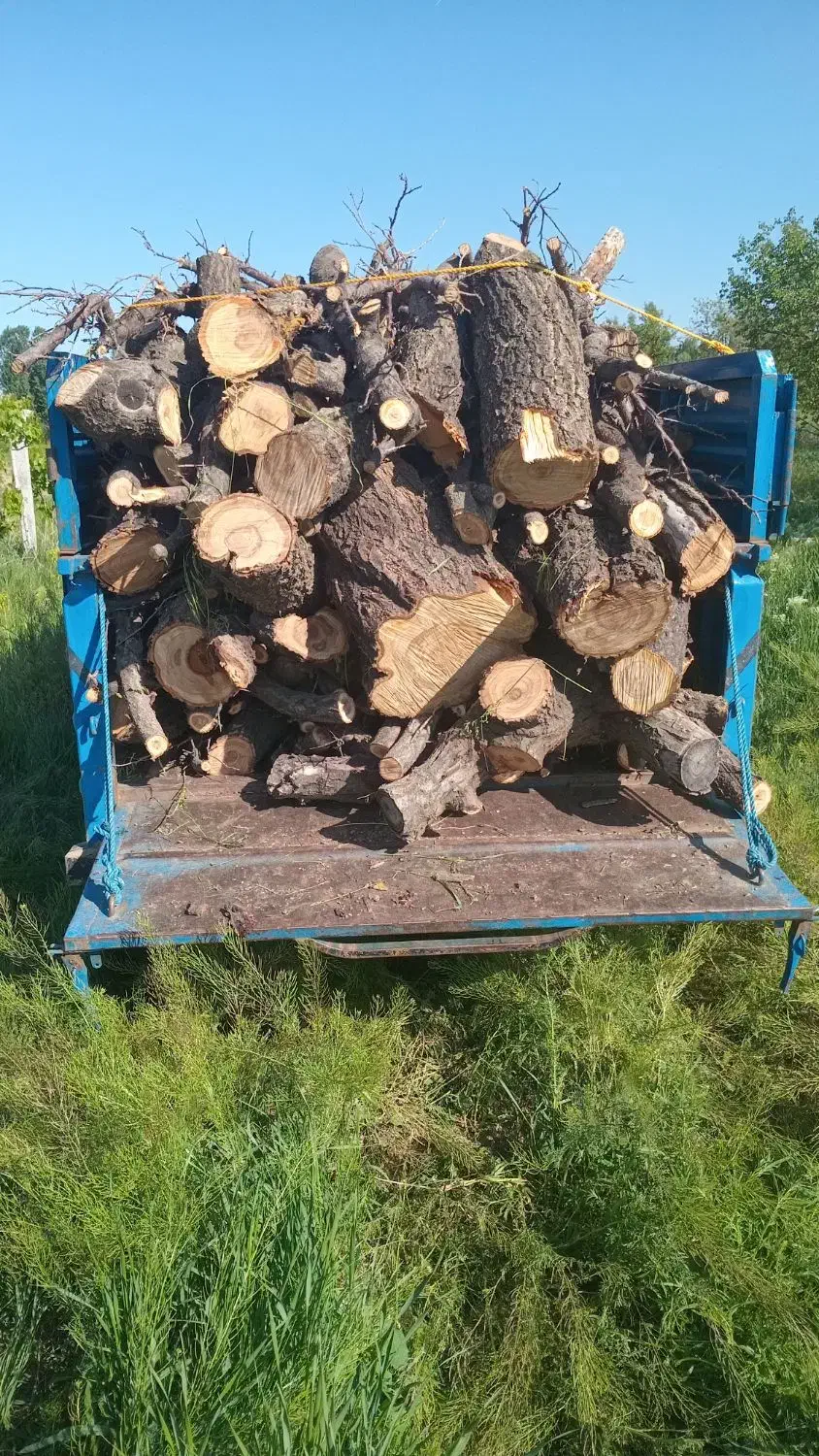 خرید انواع درخت به قیمت روز|خدمات باغبانی و درختکاری|انزل, |دیوار