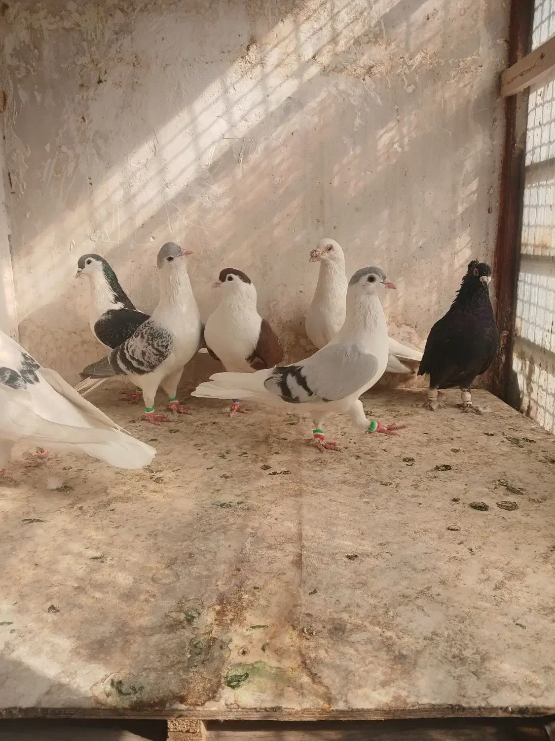 چپ ساده قلدور|پرنده|شاندیز, |دیوار