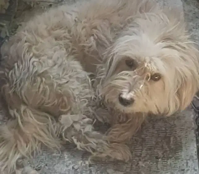 واگذاری رایگان فقط به خانم|سگ|شهرکرد, |دیوار