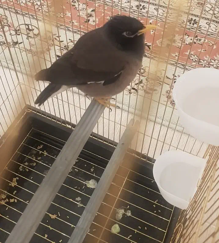 مینا سخنگو|پرنده|قم, باجک سه|دیوار