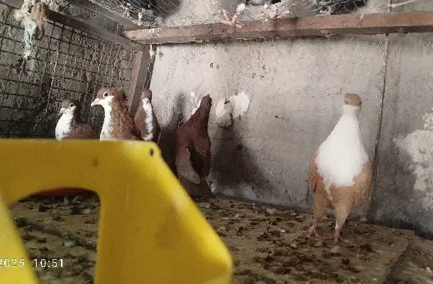 قرمز ریش کلاهی نر ماده عروسک|پرنده|بم, |دیوار