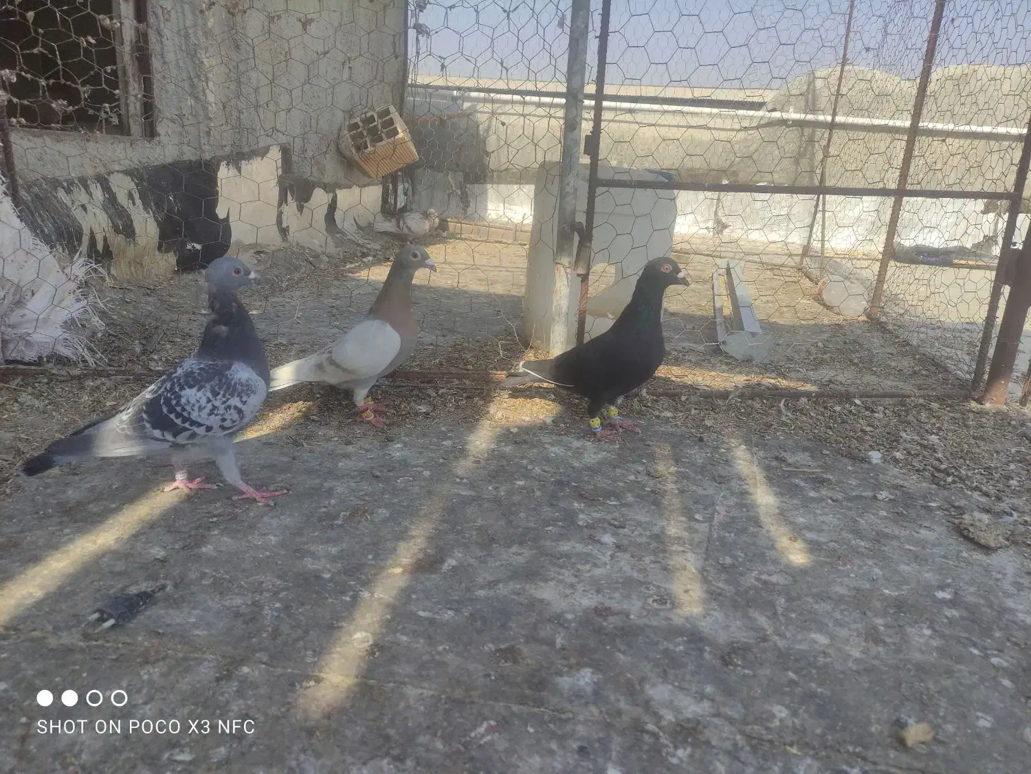 کبوتر|پرنده|برازجان, |دیوار