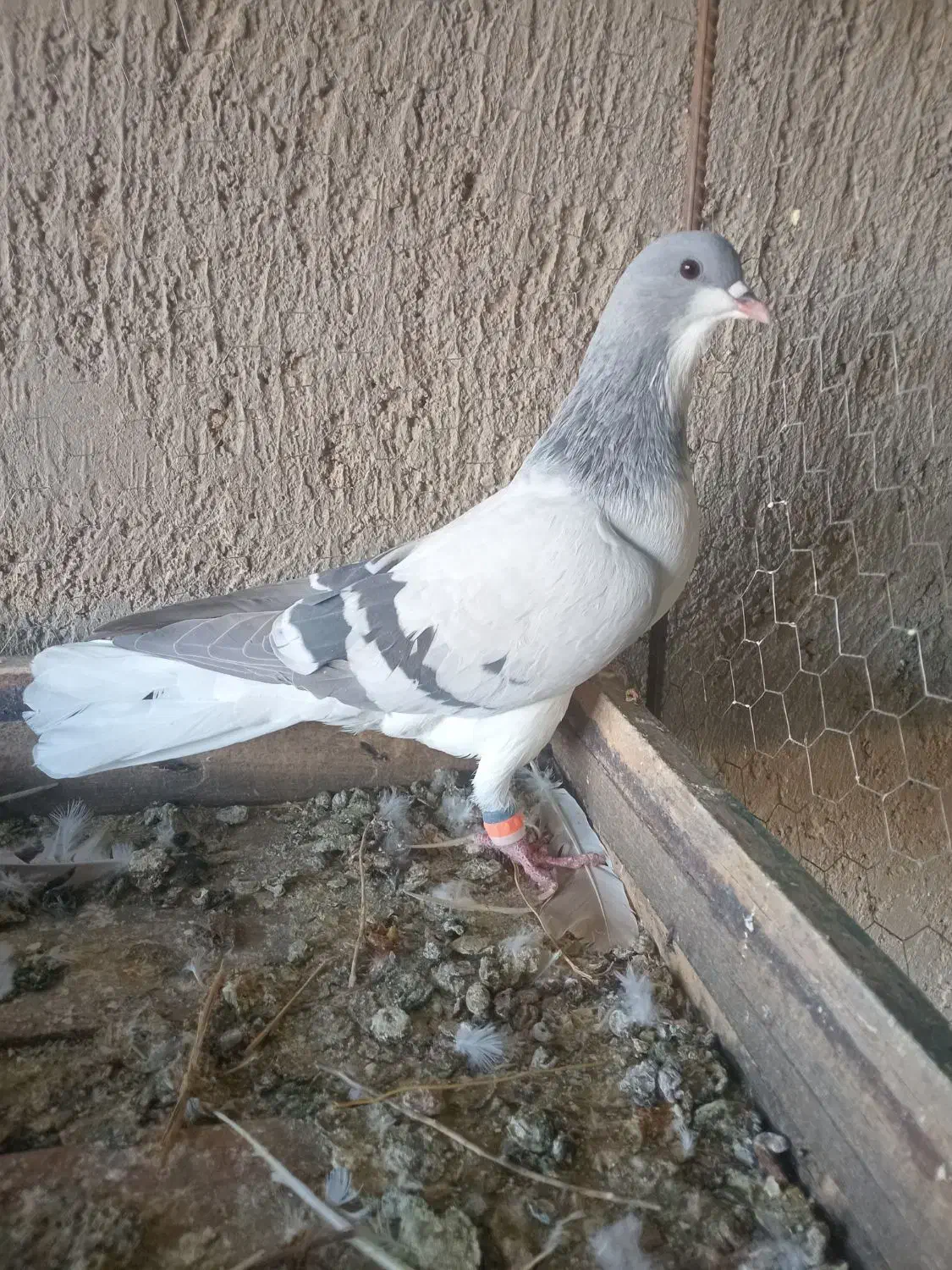 بدرنگ نر|پرنده|بوئین زهرا, |دیوار