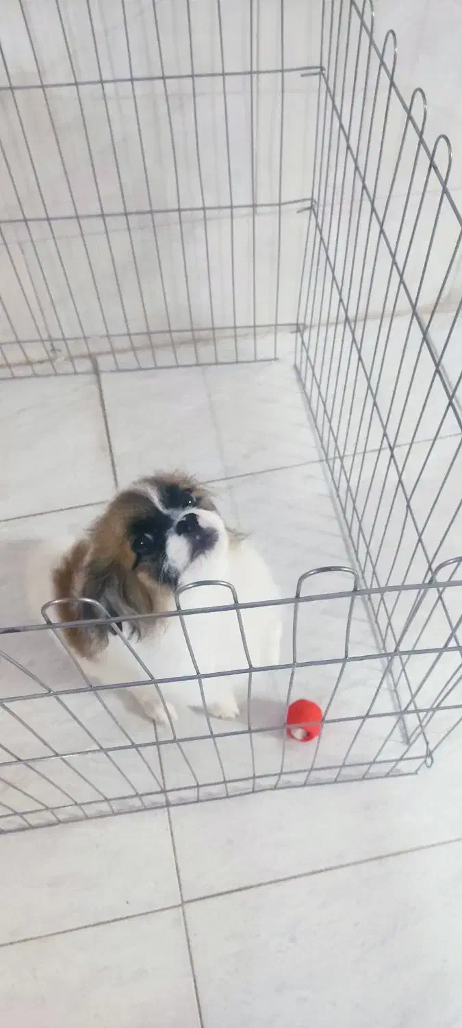 سگ نژاد شیتزو|سگ|اصفهان, کشاورزی|دیوار