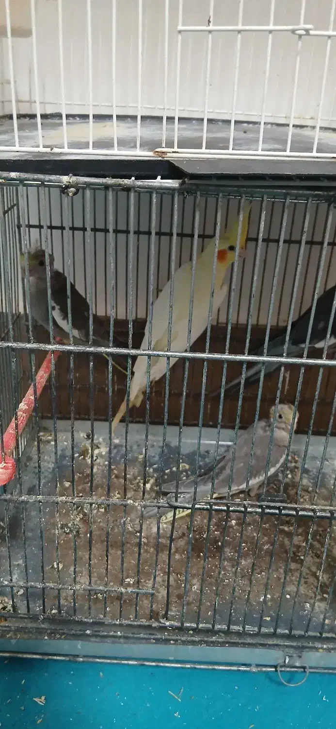 عروس هلندی|پرنده|مشهد, شهرک مهرگان|دیوار