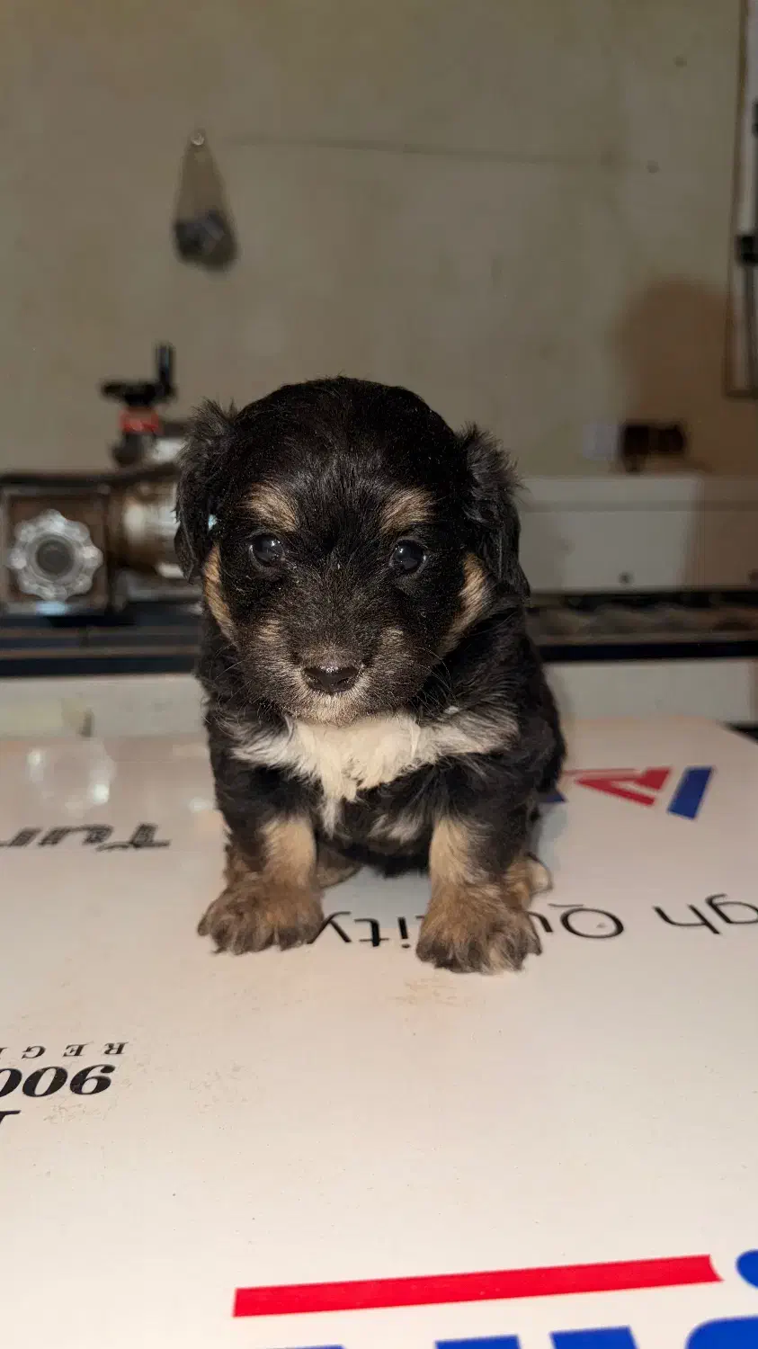 واگذاری|سگ|کرج, شهرک بنفشه|دیوار