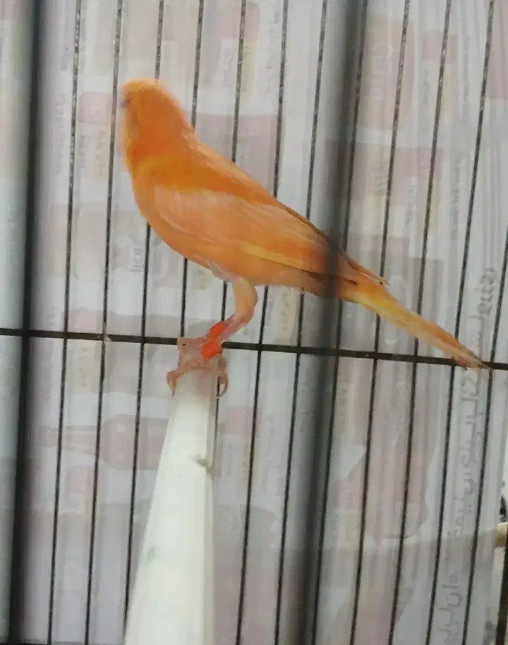 کمربند مشکی قناری|زیورآلات و اکسسوری|رشت, خواهر امام|دیوار