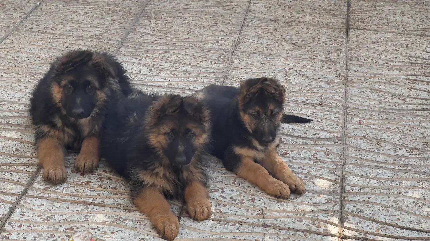 واگذاری توله ژرمن سه ماهه نر و ماده به خانواده|سگ|تبریز, |دیوار