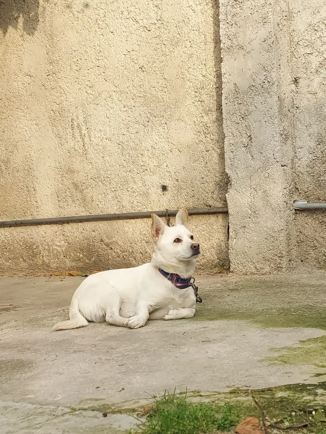 توله سگ شیواوا+اشپیتز|سگ|رستمکلا, |دیوار