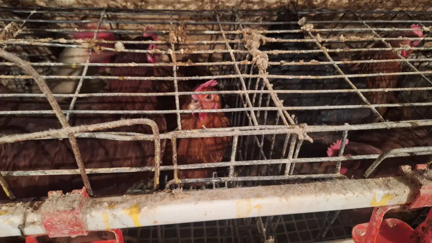 مرغ جوان وسرحال وسالم|حیوانات مزرعه|تفت, |دیوار