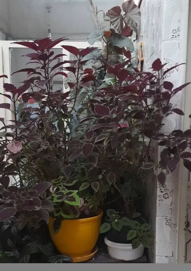 گل و گلدان|گل و گیاه طبیعی|شهرکرد, |دیوار