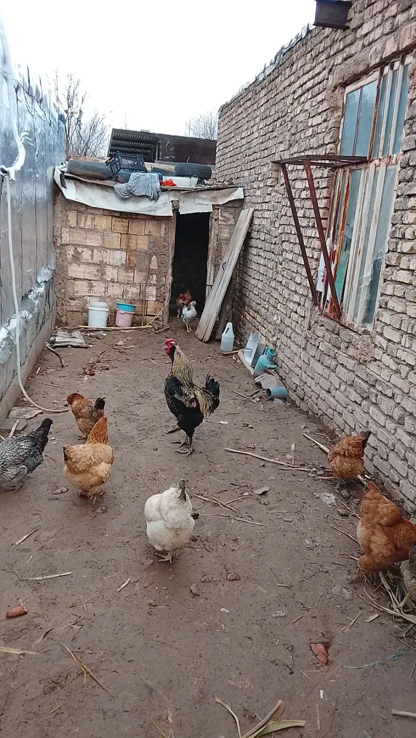 خروس صابونی|حیوانات مزرعه|قزوین, |دیوار