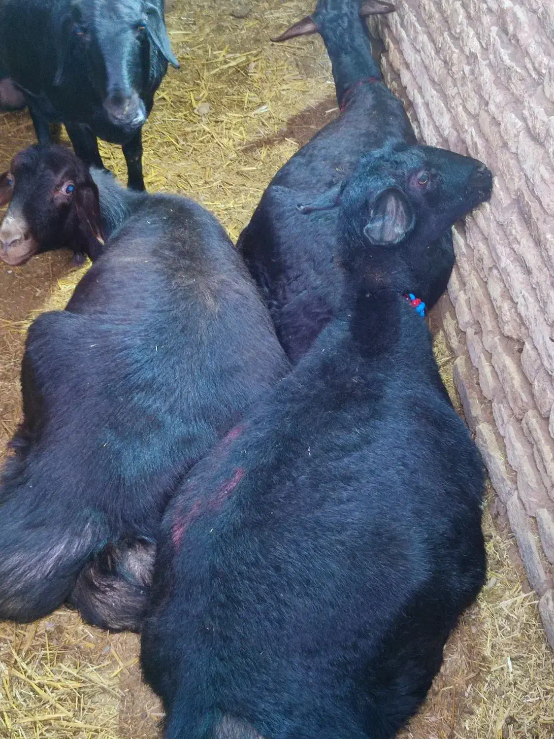 میش های قره قزل عتیقه آبستن و بره دار|حیوانات مزرعه|تهران, مخصوص|دیوار