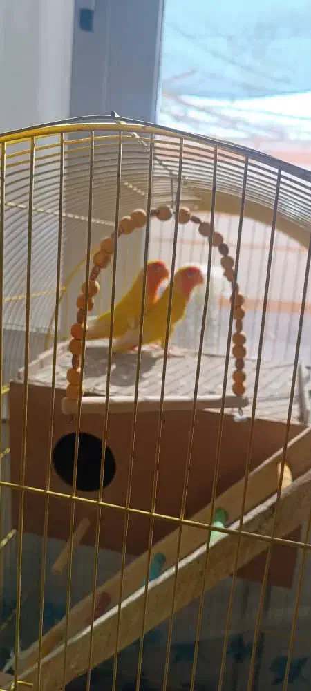 جفت عروس هلندی و کوتوله مولد و دستی|پرنده|خمینی‌شهر, |دیوار