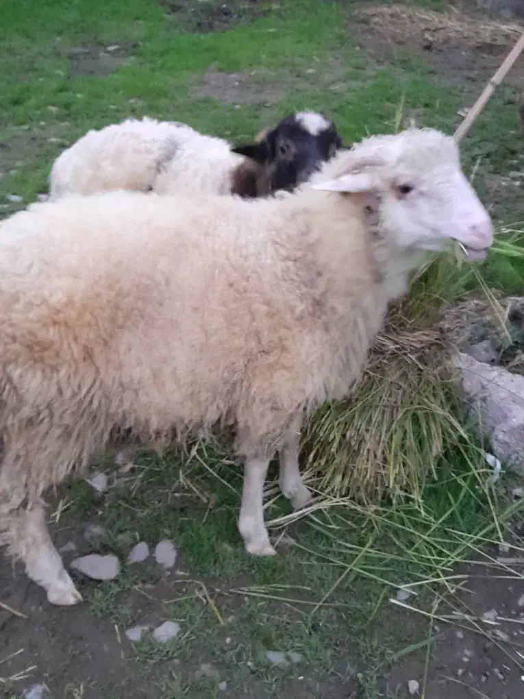 گاو گوسفند گوساله|حیوانات مزرعه|صومعه‌سرا, |دیوار