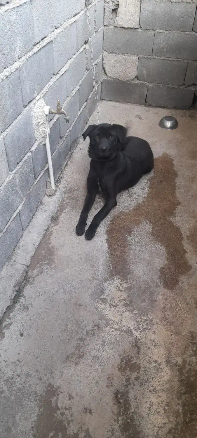 واگذاری سگ|سگ|پاکدشت, خاتون آباد|دیوار