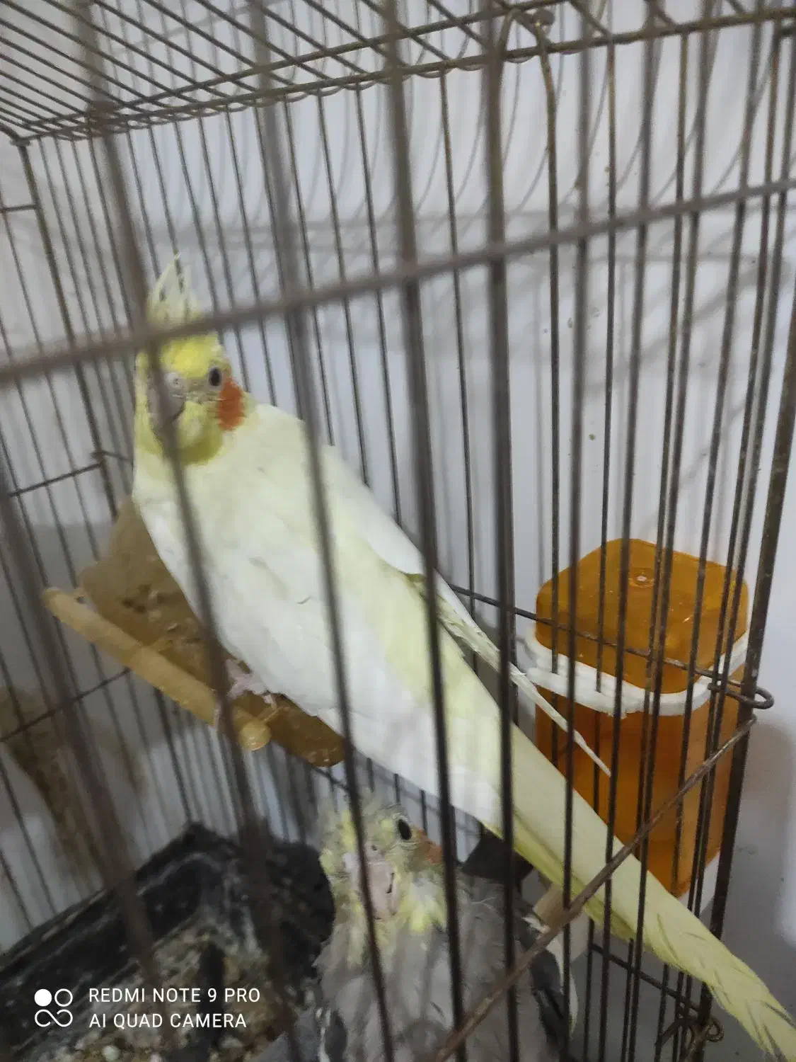 جفت عروس هلندی|پرنده|مشهد, امیر|دیوار